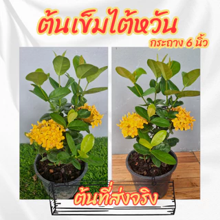 ต้นเข็มไต้หวันดอกสีเหลือง (เข็มพัทยา) กระถาง 6 นิ้ว ออกดอกตลอดทั้งปี ดอกทนไม่ร่วงง่าย