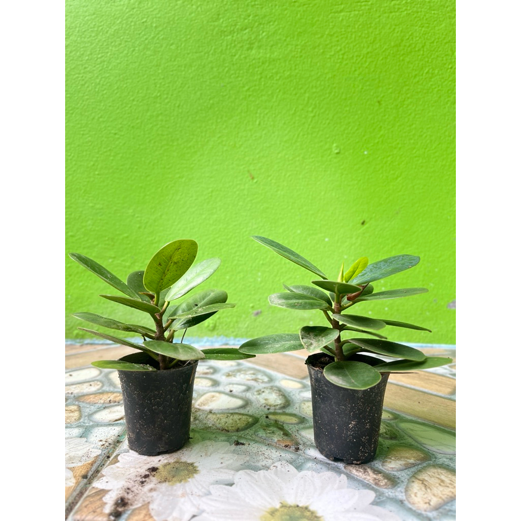 ต้นเปเปอร์หยก ต้นไม้ประดับ ไม้ฟอกอากาศราคาถูก🍃🍃