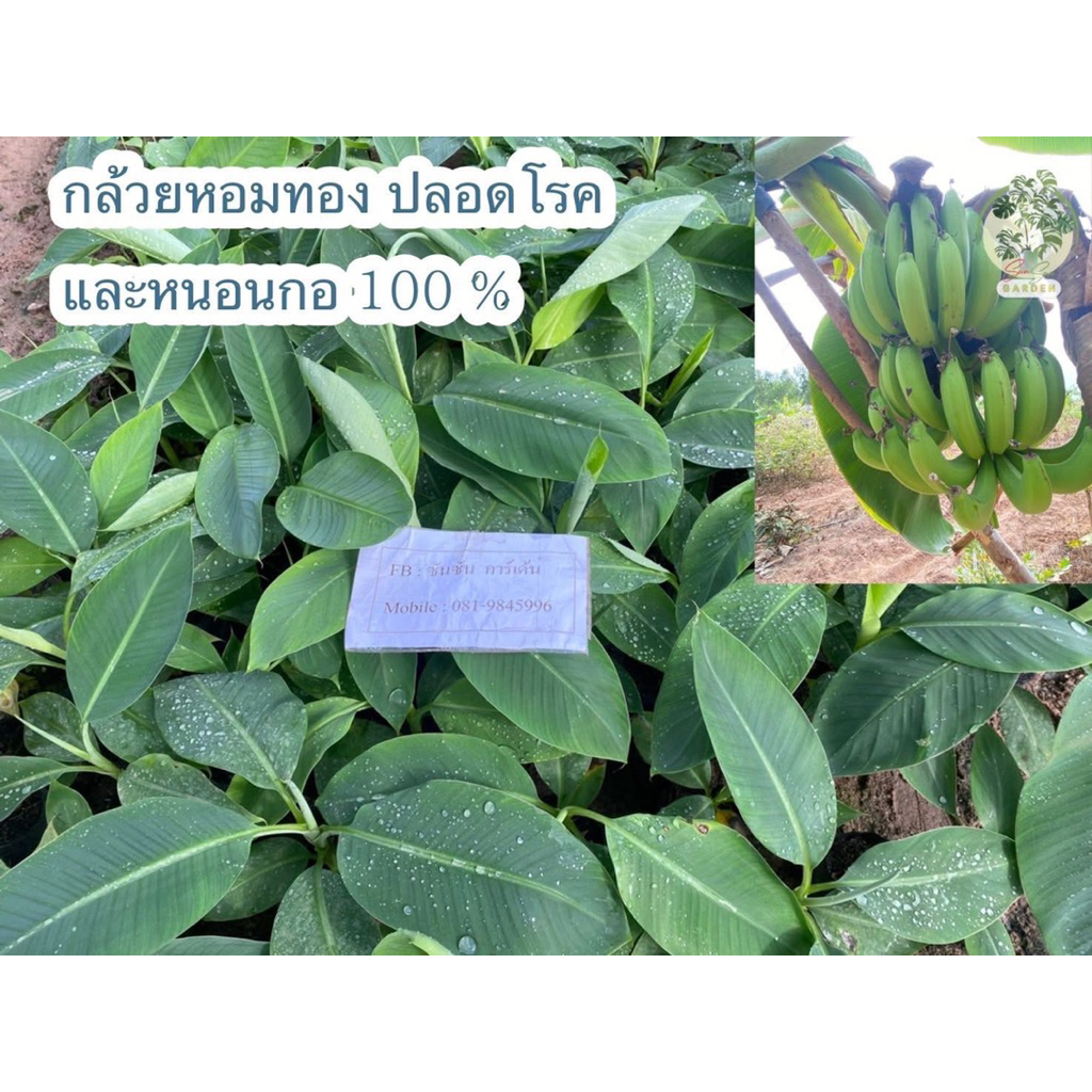 ต้นกล้วยหอมทองจากการเพาะเนื้อเยื่อ (จำนวน 2 ต้น) 🌱ปราศจากหนอนกอ 100 %