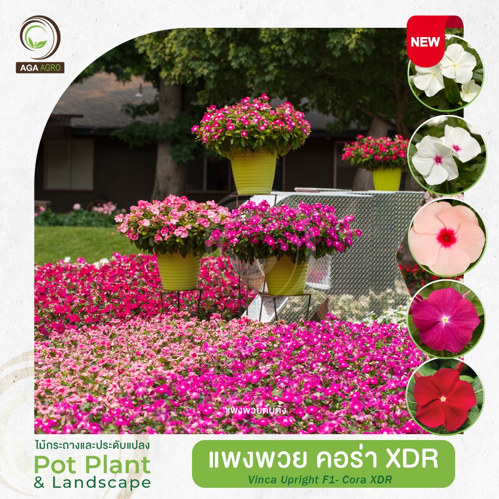 AGA AGRO I แพงพวย ต้นตั้ง "คอร่า XDR" พันธุ์ใหม่ลูกผสมปรับปรุงพันธุ์ให้ทนโรค&อากาศร้อนชื้น-100เมล็ด-