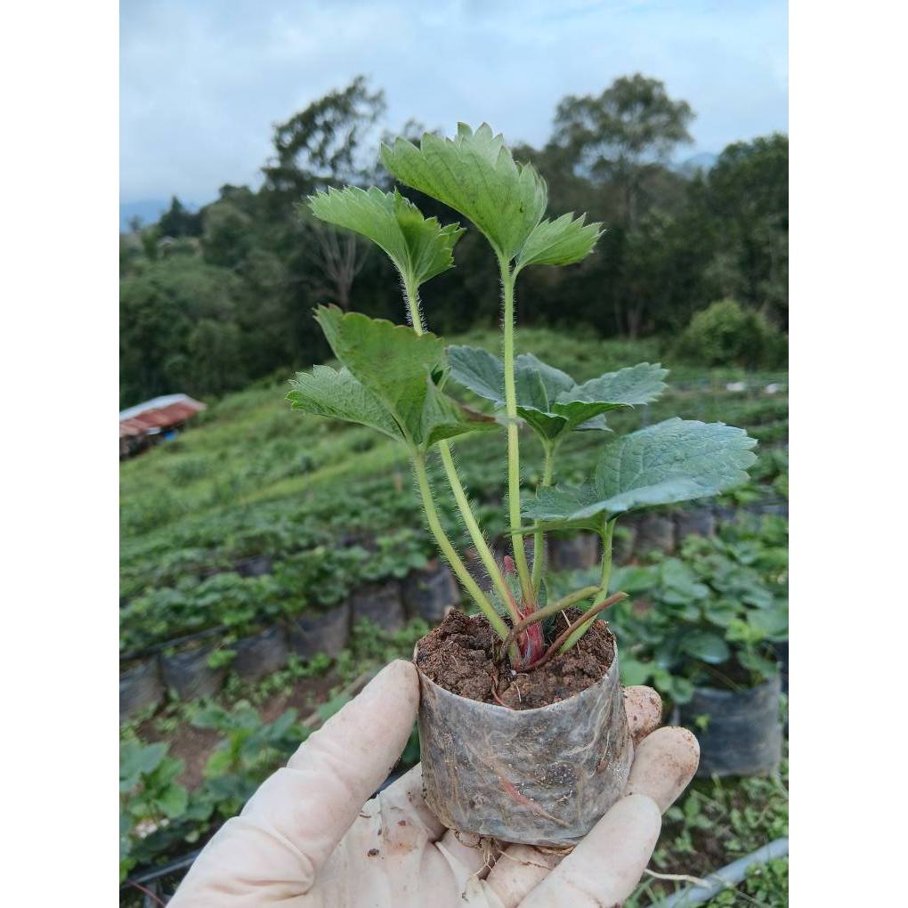 ต้นกล้าสตรอเบอร์พันธุ์80 ต้นสวยแข็งแรง/พร้อมส่ง