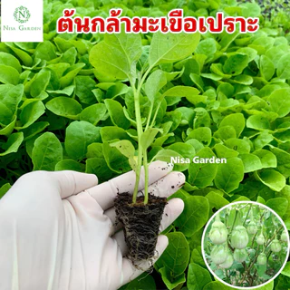 Nisa Garden ต้นกล้ามะเขือเปราะ F1 น้ำหยด ราชบุรี แข็งแรง โตเร็ว 🔥(ซื้อ 10 แถมฟรี 2)🔥