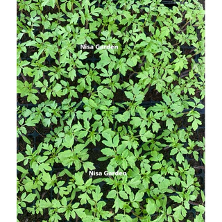 Nisa Garden ต้นกล้ามะเขือเทศ เชอรี่ ทานสด รากแข็งแรง โตเร็ว 🔥(ซื้อ 10 แถมฟรี 2)🔥
