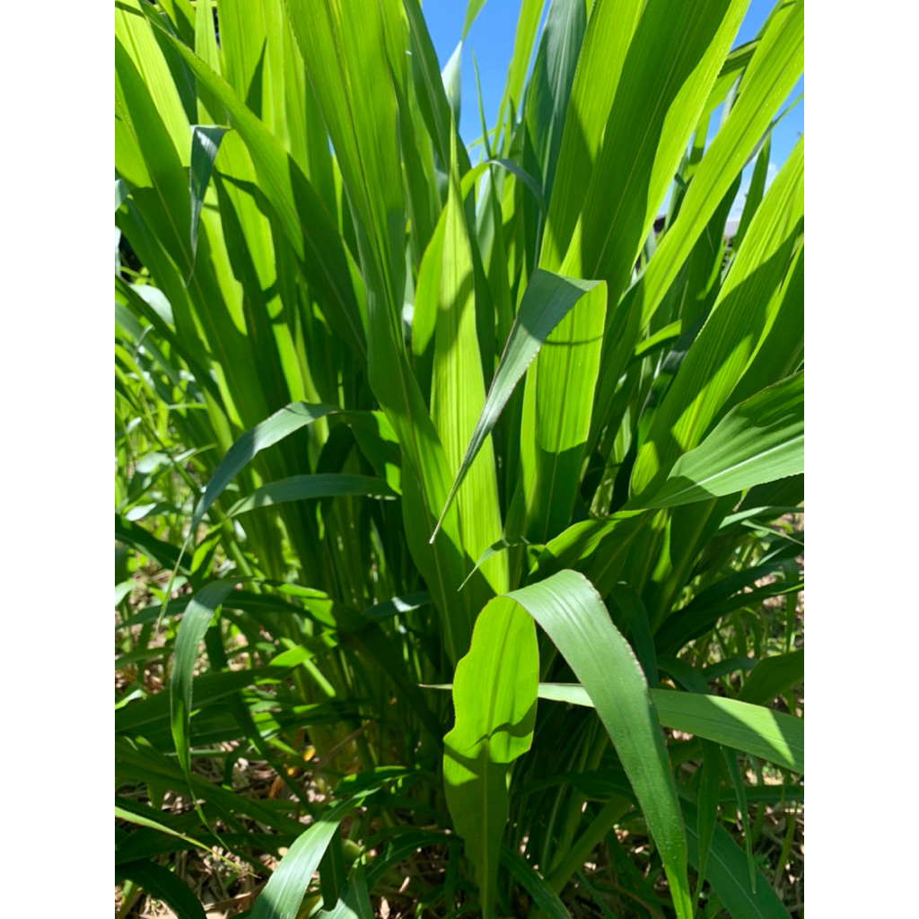 หญ้า ฮาลาฟัลบราซิลรากม่วง ของเเท้ หรือหญ้า ฮาราฟัสบราซิล 1 ชุด  ( 13 หน่อ) - รูปที่ 5