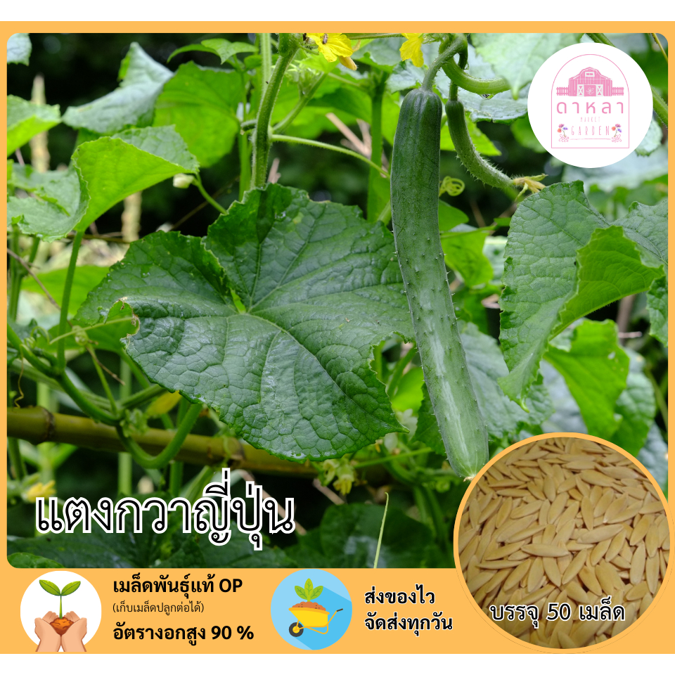 แตงกวาญี่ปุ่น 50 เมล็ด