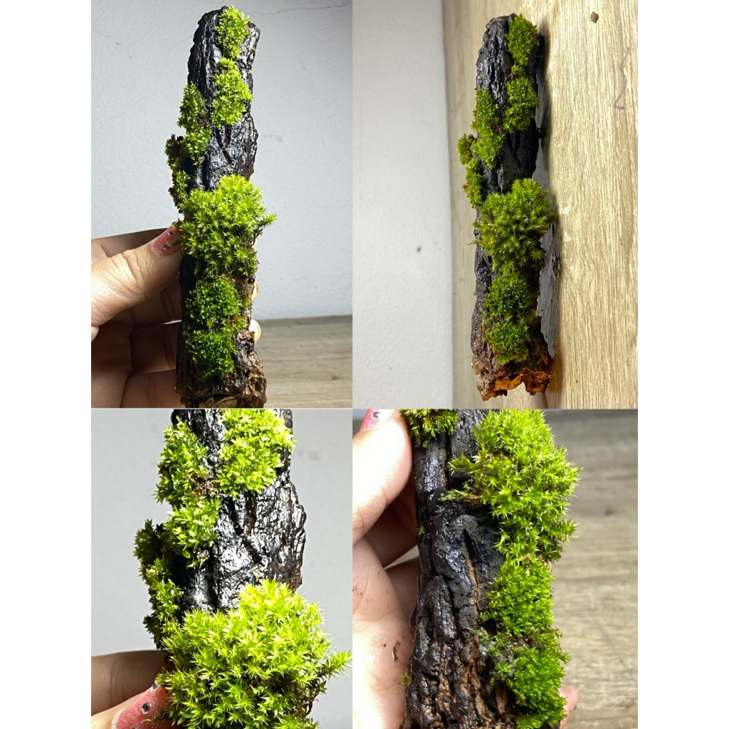 เปลือกไม้ติดมอส โพรงไม้ธรรมชาติ ของตกแต่งตู้ isopod กิ้งกือ แมงมุม กิ้งก่า ของตกแต่งตู้สัตว์เลี้ยง Exotic Terrarium - รูปที่ 5