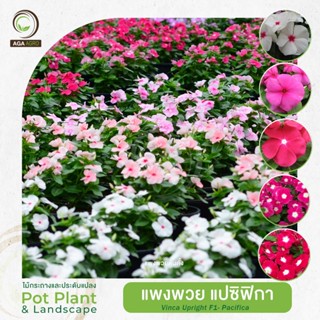 AGA AGRO I แพงพวยต้นตั้ง 