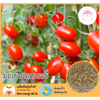 มะเขือเทศเชอรี่ 100 เมล็ด