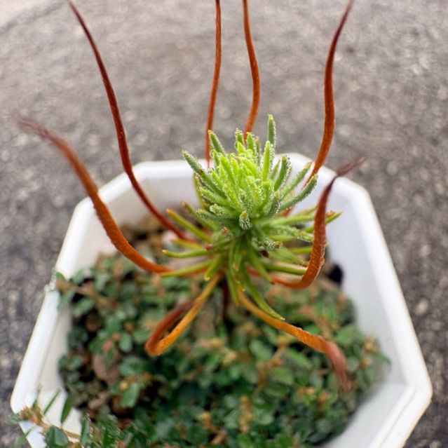 เมล็ดสน สนห้าเข็ม สนอายุยืน Rocky Mountain bristlecone pine - Pinus aristata ร้านคนไทย บอนไซ - รูปที่ 2