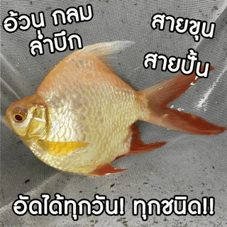 อาหารปลาที่ปลาทุกชนิดกินได้ INVAFEED เม็ดจมสำหรับสายขุนที่ต้องการเสริมโครงสร้าง สามารถให้ได้ทุกวัน!!