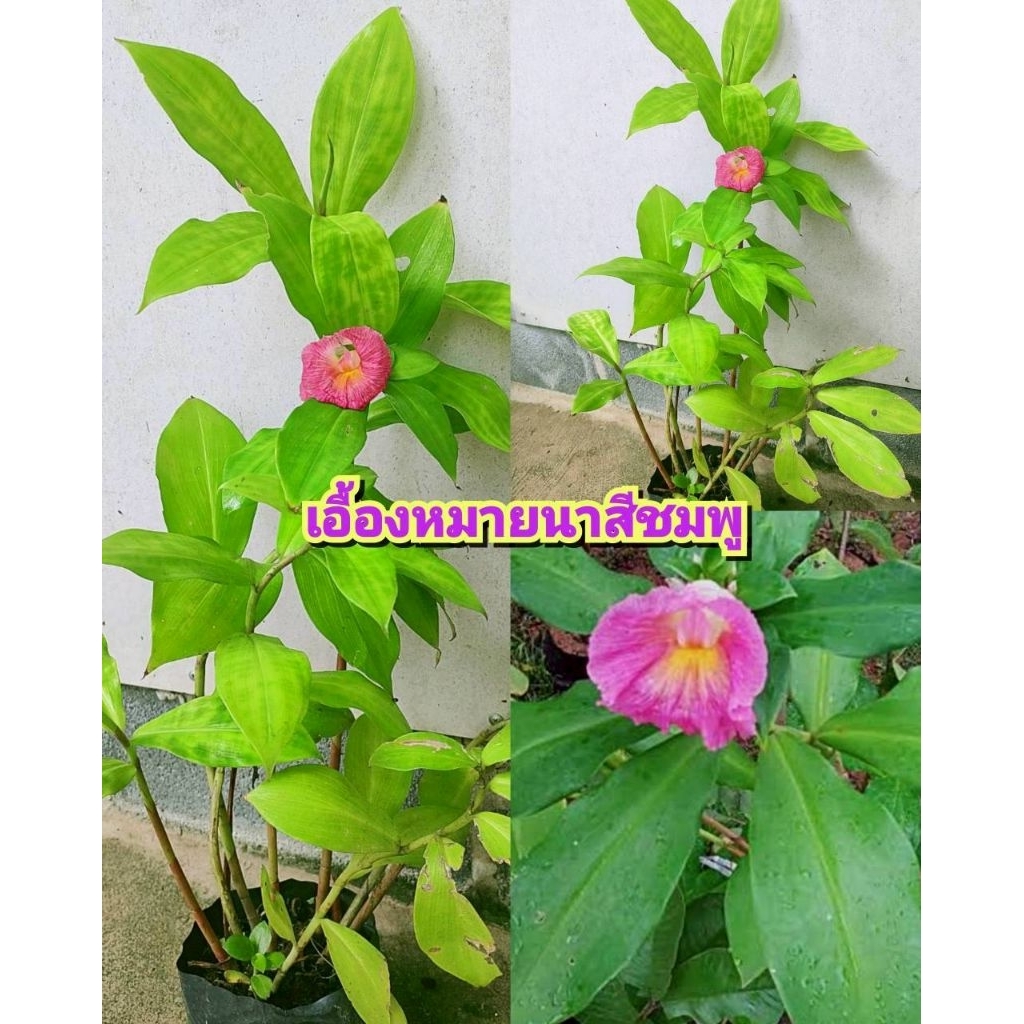 ต้นเอื้องหมายนา ดอกสีชมพู ไม้ประดับมงคล ดอกทานได้ เป็นสมุนไพลพื้นบ้าน ต้นชำถุงเเข็งเเรงพร้อมปลูก เสียหายยินดีเคลมฟรี