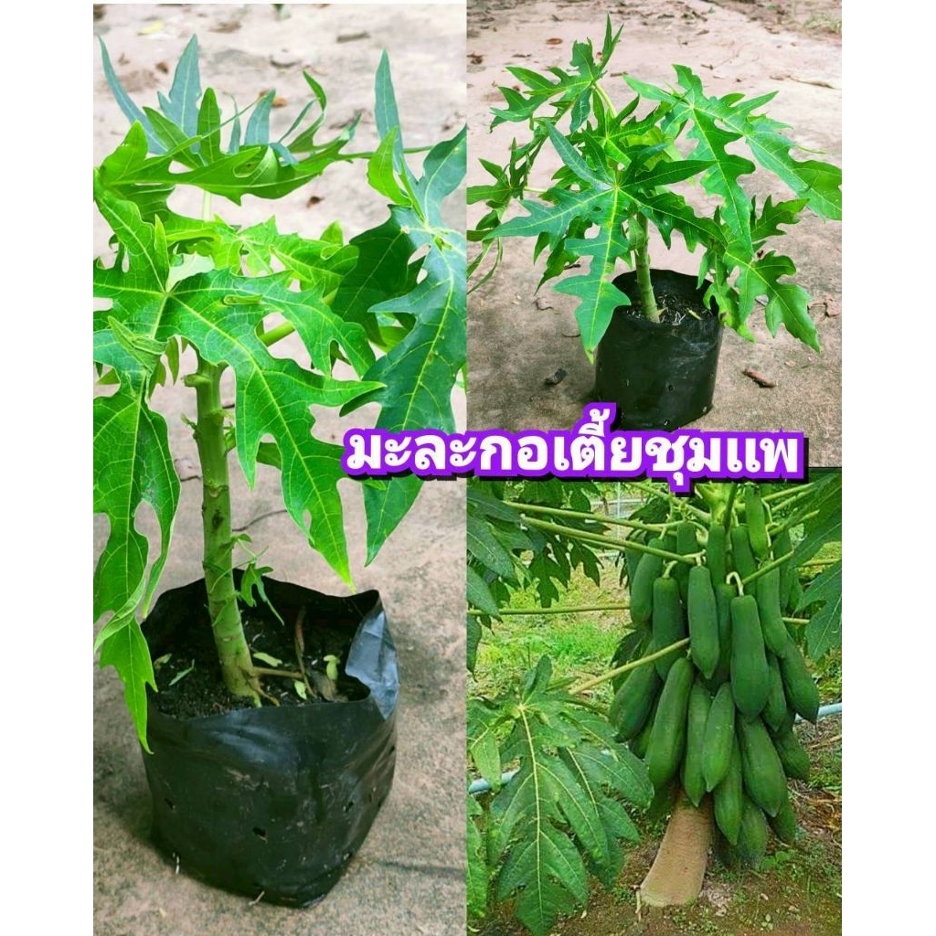 ต้นมะละกอเตี้ยชุมเเพเเท้  ต้นเตี้ย ผลดก เนื้อกรอบอร่อย ต้นพันธุ์เเข็งเเรง รากเดินเต็มถุงพร้อมปลูก  ปลูกในกระถางได้