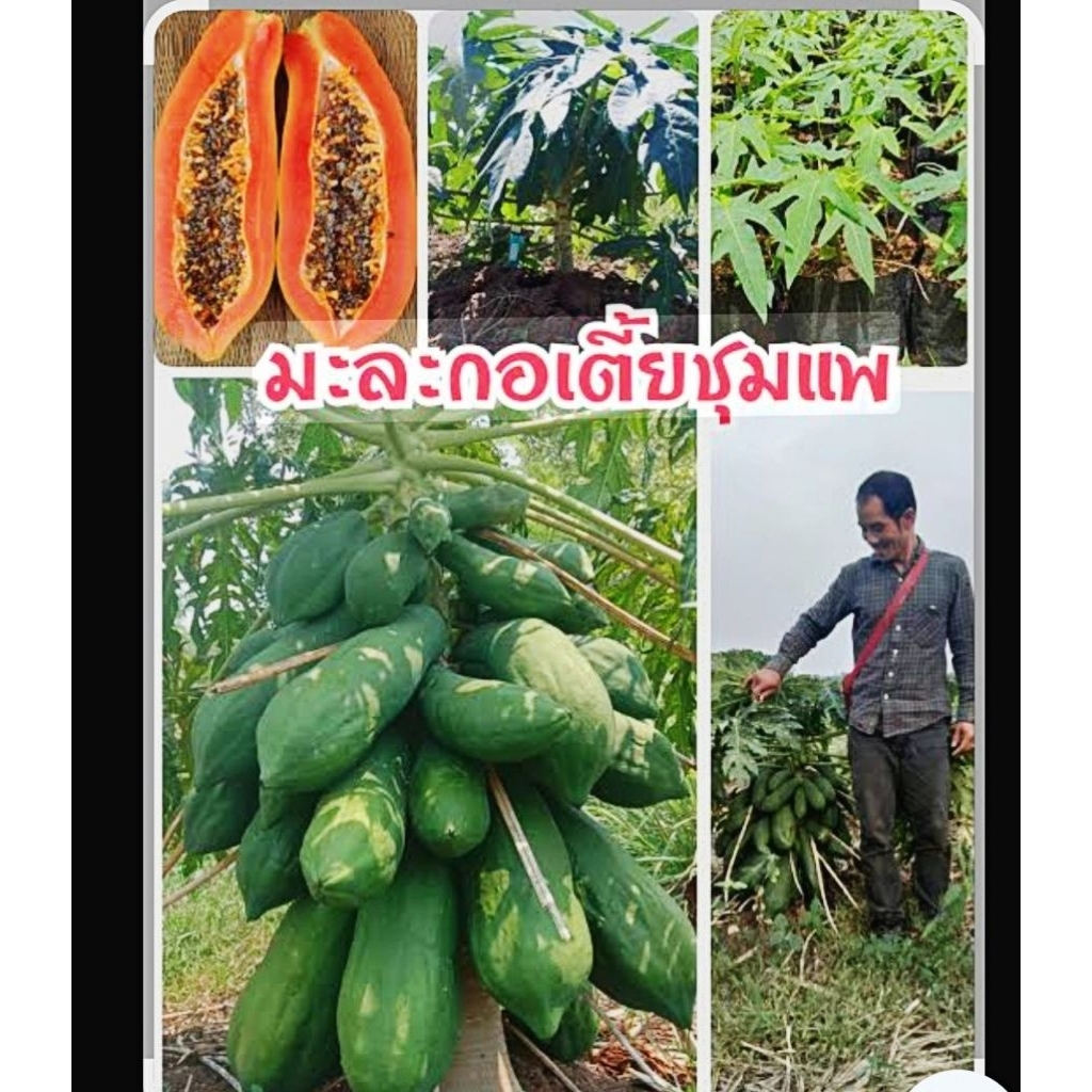 ต้นมะละกอเตี้ยชุมเเพเเท้  ต้นเตี้ย ผลดก เนื้อกรอบอร่อย ต้นพันธุ์เเข็งเเรง รากเดินเต็มถุงพร้อมปลูก  ปลูกในกระถางได้ - รูปที่ 3