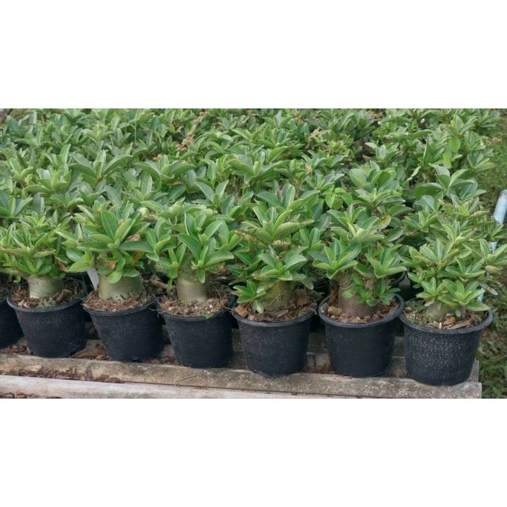 ชวนชมอาราบิคั่ม อ้วนเตี้ย