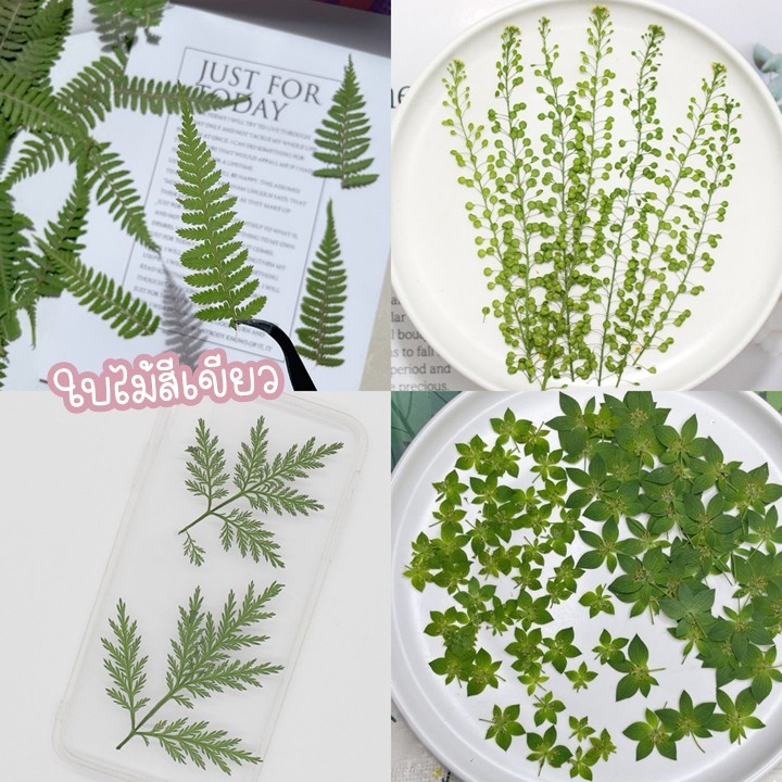 ใบเฟิร์น ใบไม้สีเขียวทับแห้ง ใบสน ไอวี่ ตกแต่งเคส เครื่องประดับต่างๆ DIY