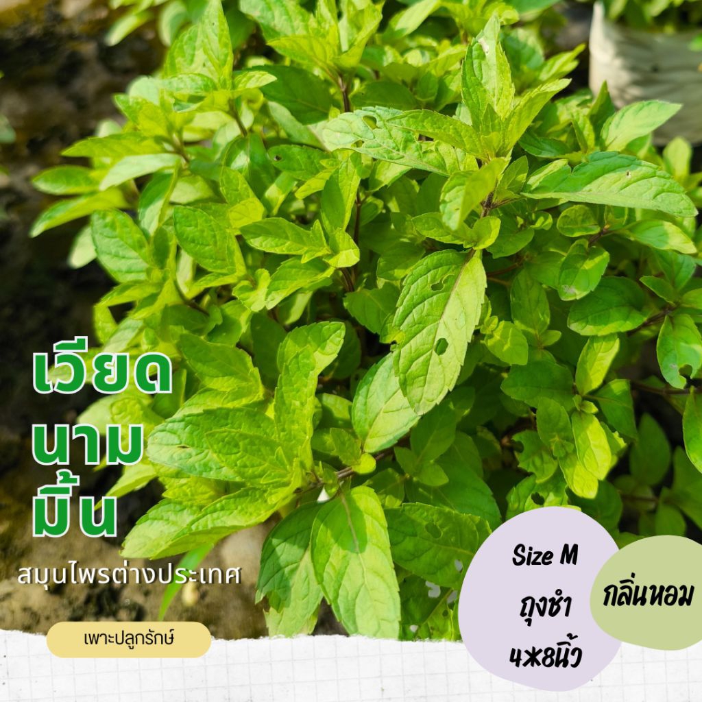 ต้นเวียดนามมิ้นต์ Vietnam mint #สมุนไพรฝรั่ง กลิ่นหอมอ่อน ต้นแข็งแรง