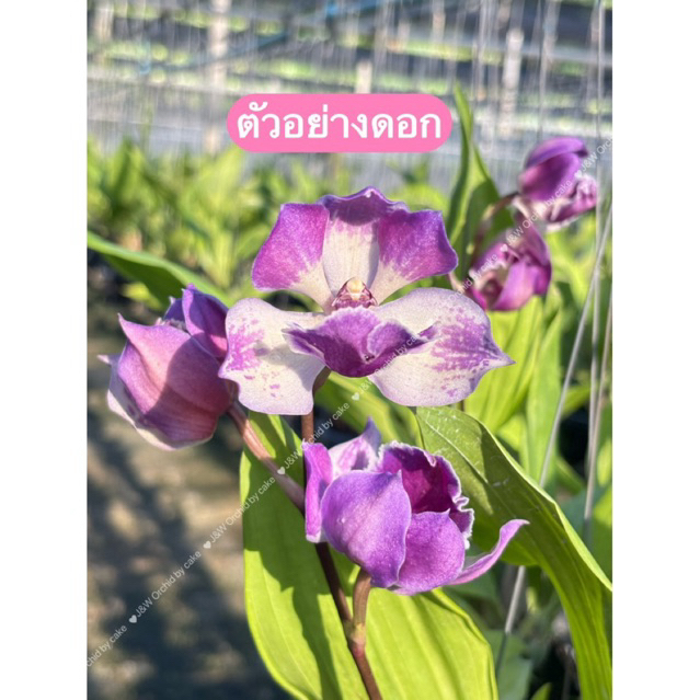 ไซโกนีเซีย (ส่งพร้อมกระถาง)