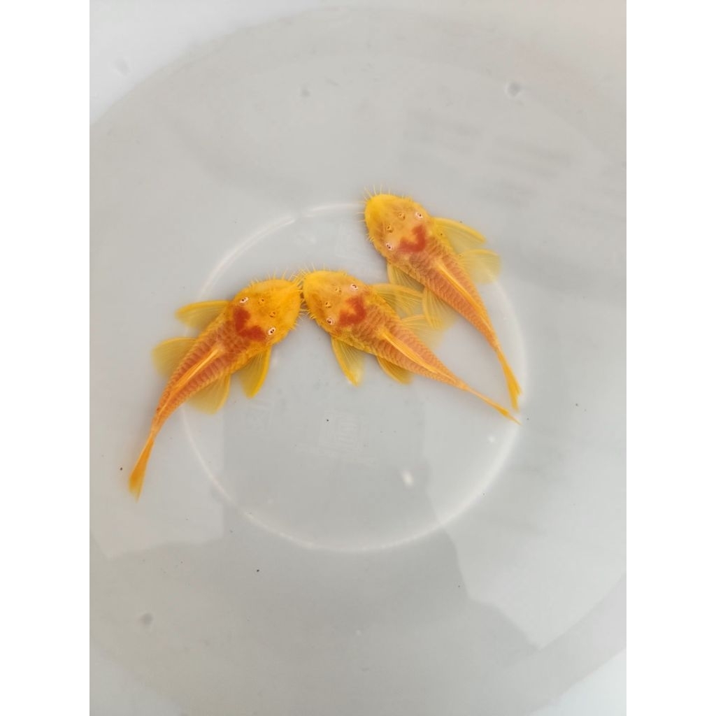 [จัดส่ง2-3วัน]อาหารสำหรับปลาซัคเกอร์ L144 24Kขนาด3นิ้ว(ผู้)