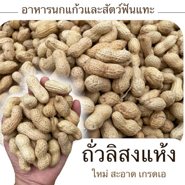 ถั่วลิสงนกแก้ว อาหารนกแก้วทุกสายพันธุ์และสัตว์ฟันแทะ สำหรับนกแก้วขนาดกลางและเล็ก (แบ่งขาย)