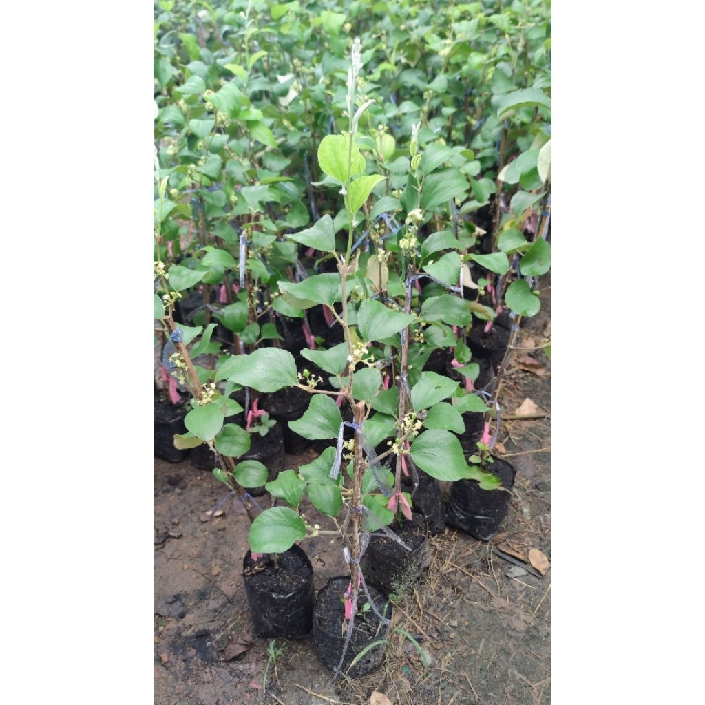 ต้นพุทราแดงอินเดีย ต้นสูง60 - 80 ซม แบบทาบกิ่ง  ผลสีแดง หวานกรอบอร่อย - รูปที่ 2