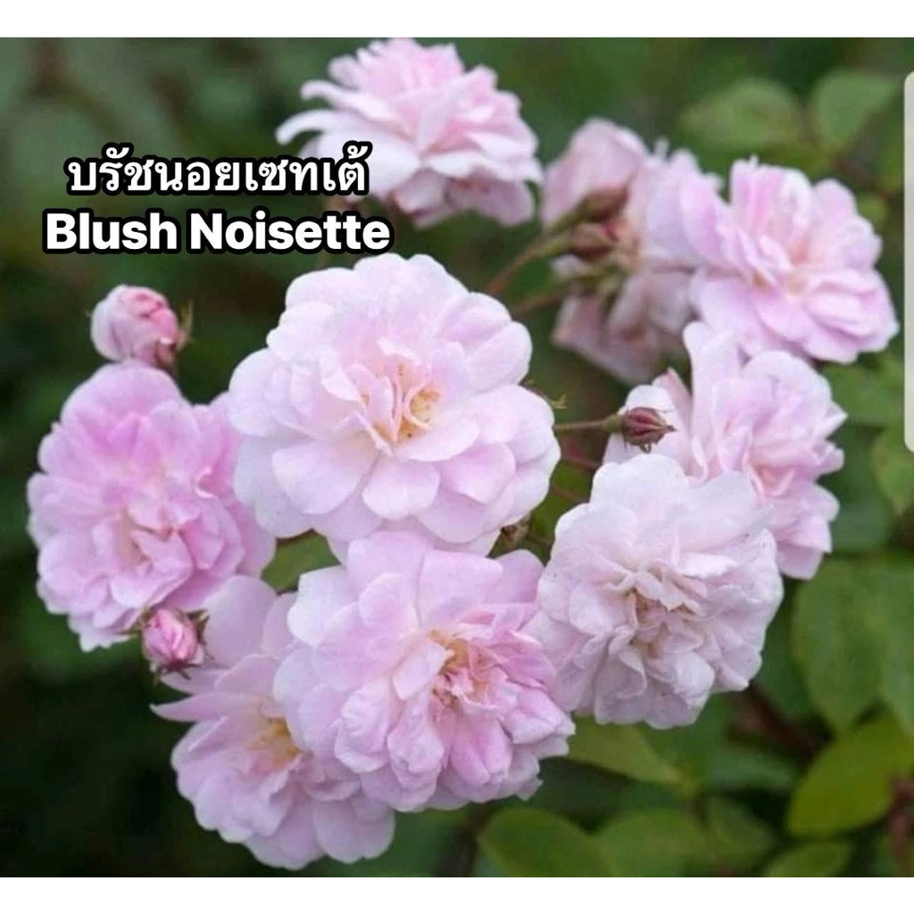 กุหลาบเลืัอย-บรัชนอยเซทเต้ ”Blush Noisette“  สีชมพู หอมแรง ดอกดก เป็นช่อ เลี้ยงง่าย