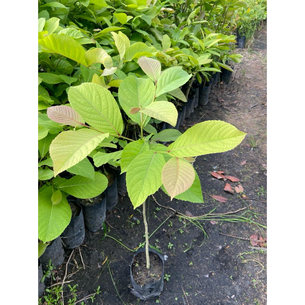 ต้นขานาง ลิงง้อ ช้างเผือกหลวง เปื๋อยนาง (สูง​ 40-60cm) ต้นแข็ง พร้อมปลูก