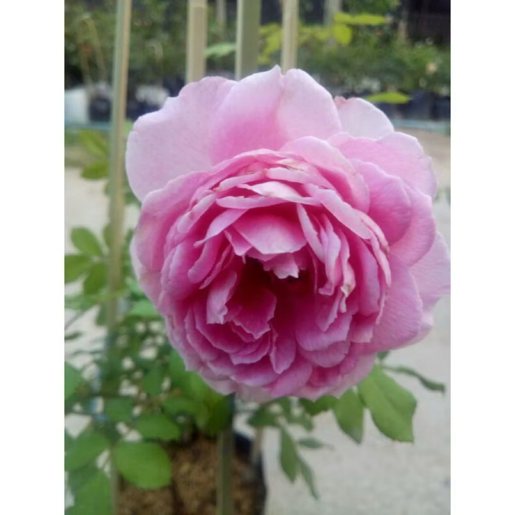 กุหลาบฮันติงตัน ( Huntington Rose )ดอกสีชมพู มีกลิ่นหอม