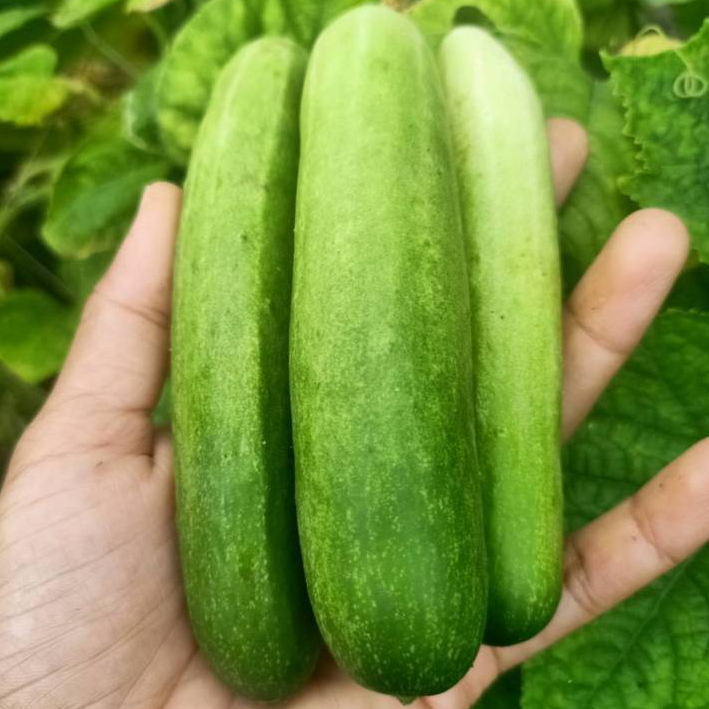แตงกวา สดๆ จากสวน หวานกรอบ 500 g./ 1 Kg. / 5 Kg. แตงกวาบ้าน แตงกวาสดๆ จากสวน ตัดใหม่ทุกเช้า