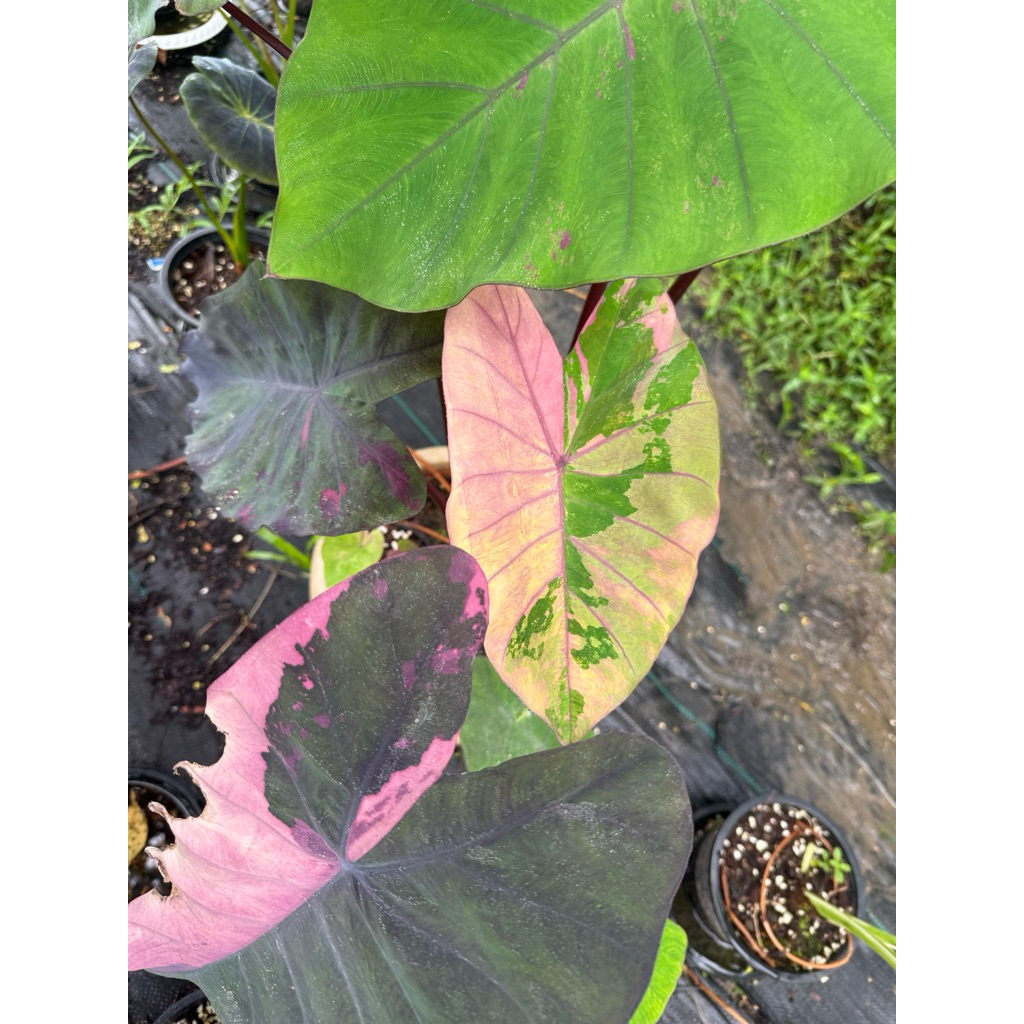 โคโลคาเซีย บอนนาไทย นับดาว Colocasia Nab daw