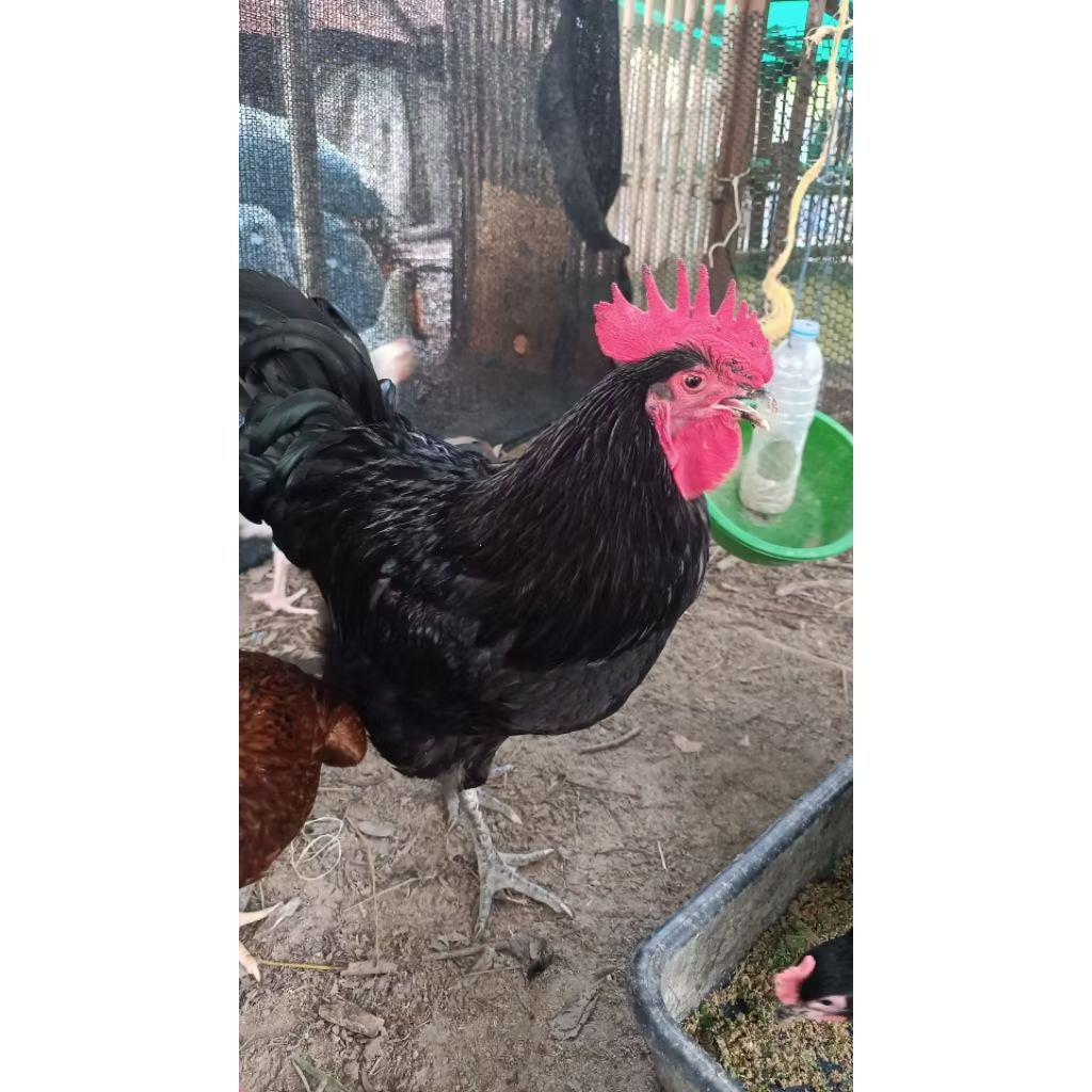 ไข่เชื้อไก่ไข่ออสตราลอป 5 ฟองแถม 1 ฟอง