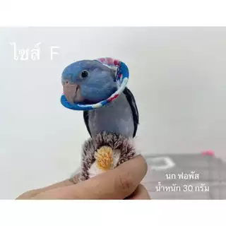 ปลอกคอกันการกัดขนตัวเอง คอลล่านก คอลล่านกแก้ว พร้อมส่ง จัดทำโดยสัตวแพทย์