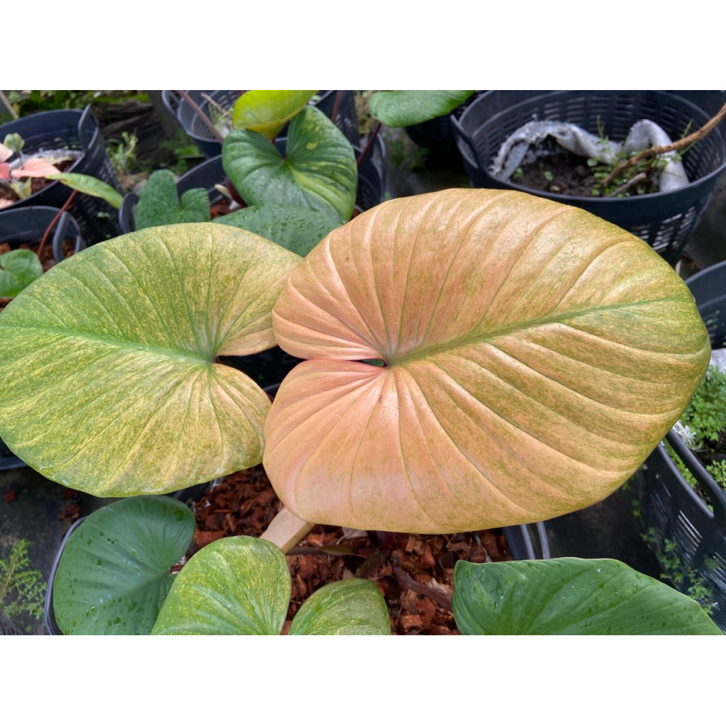 เสน่ห์จันทร์บุษราคัมด่างมิ้น ไม้เพาะจากชิ้นตา💚🩷🌱