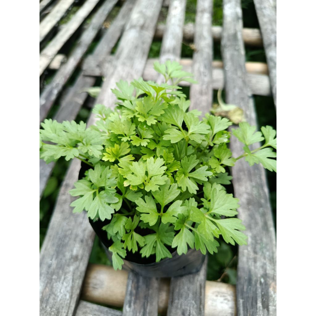 🌱ต้นผักซะแงะ ผักหอมแย้ หรือผักชีไร่ ผักสวนครัวที่มีกลิ่นหอมเฉพาะตัว ชุด2ต้น69บาท