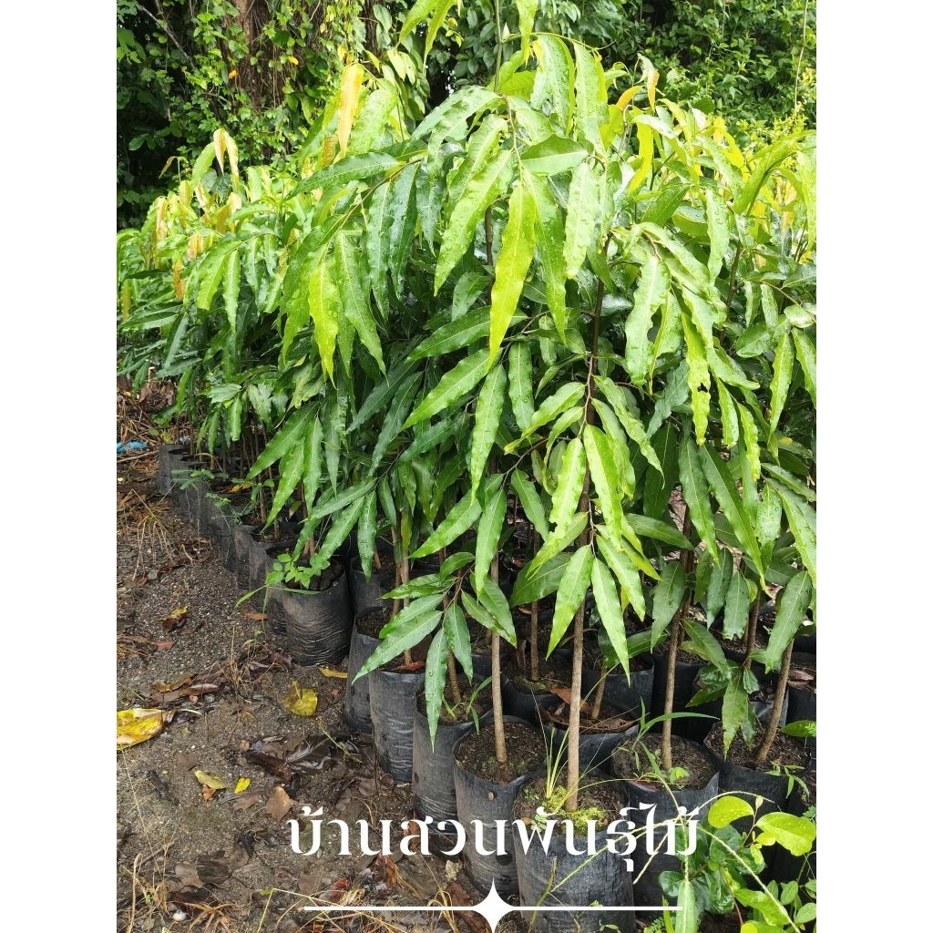 ต้นอโศกเซนต์คาเบรียล อโศกอินเดีย ต้นเพาะเมล็ด สูง 1.1-1.3 เมตร