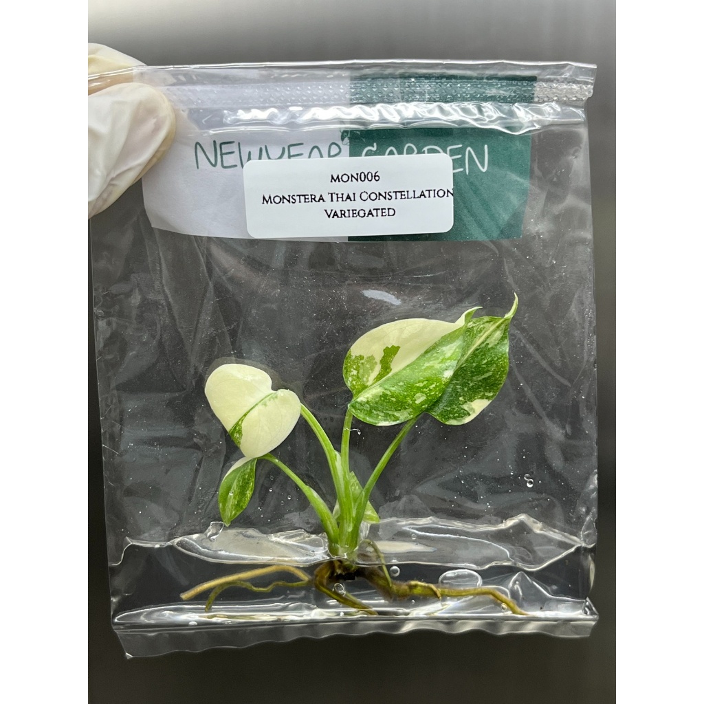 ไม้เนื้อเยื่อ: มอนสเตอร่าไทยคอนด่าง: Monstera Thai Constellation Variegated Tissue Culture (1 plant/bag)