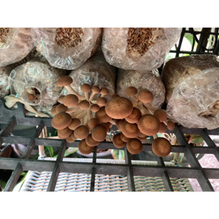 เห็ดโคนญี่ปุ่นเห็ดยานางิ เป็นเห็ดที่มีลักษณะเด่นคือ ดอกมีรสช…