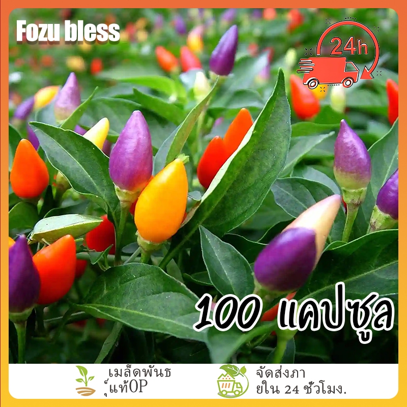 เมล็ดพันธุ์ พริก7สี คละสี ทานได้ เมล็ดพันธุ์ พริกประดับ 7 สี บรรจุ 100 เมล็ด 🌿 ปลูกง่าย🌱โตไว🌱ผลดก