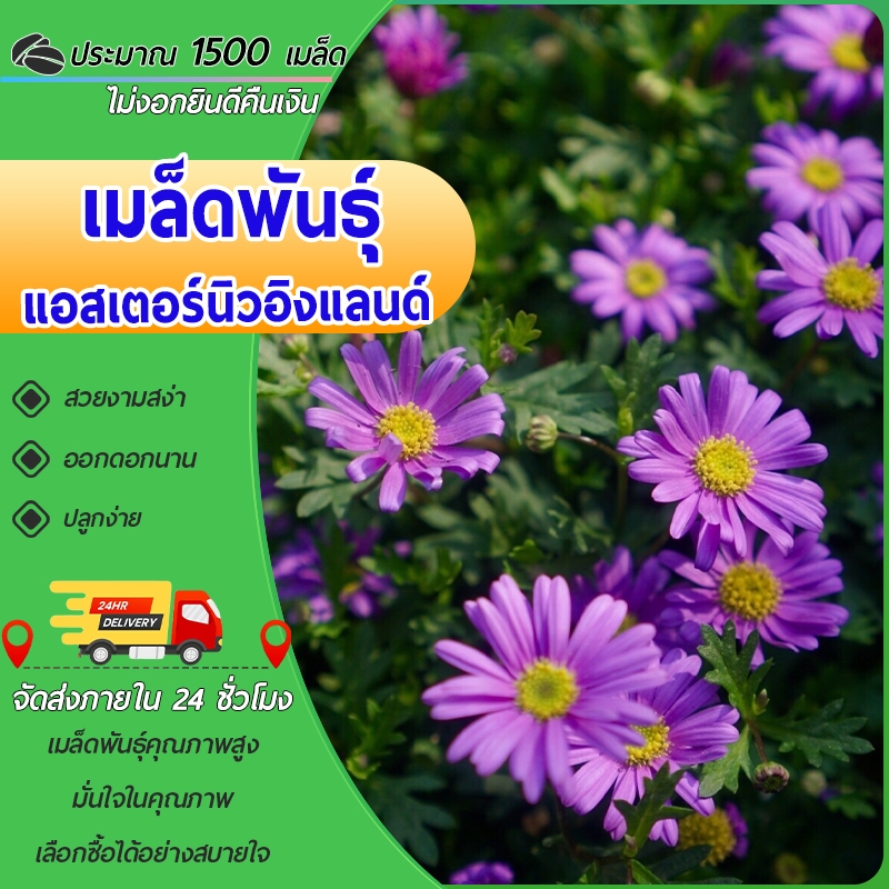 1500 เมล็ด.เมล็ดพันธุ์ แอสเตอร์ นิวอิงแลนด์  New England Aster เมล็ดพันธุ์แท้ ปลูกง่าย โตไว