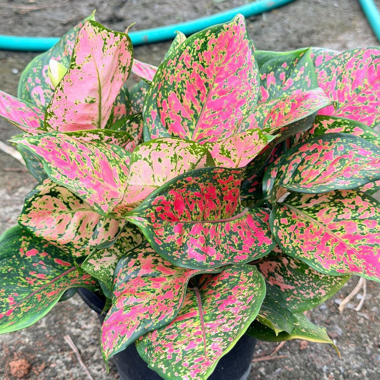 ต้นอัญมณี อโกลนีมา ไม้มงคล ในกระถาง 5-6 นิ้ว อัญมณีแดง อัญมณีขาว อัญมณีชมพู