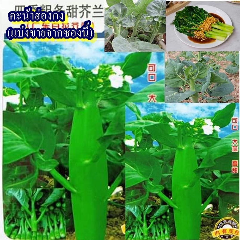 500+ เมล็ด เมล็ดคะน้าฮ่องกง (ปลูกง่าย ลำต้นอวบ ดอกสีขาว รสชาติหวานมีความกรอบมาก ทานได้ทั้งลำต้นและใบ ผัดน้ำมันหอย)