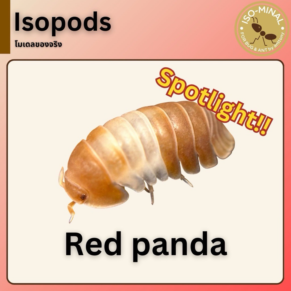 ⚡ Spotlight Model Collection | Limited 2 Weeks ⚡ คัดมาเฉพาะ 5 โมเดลสุดพิเศษ ✨