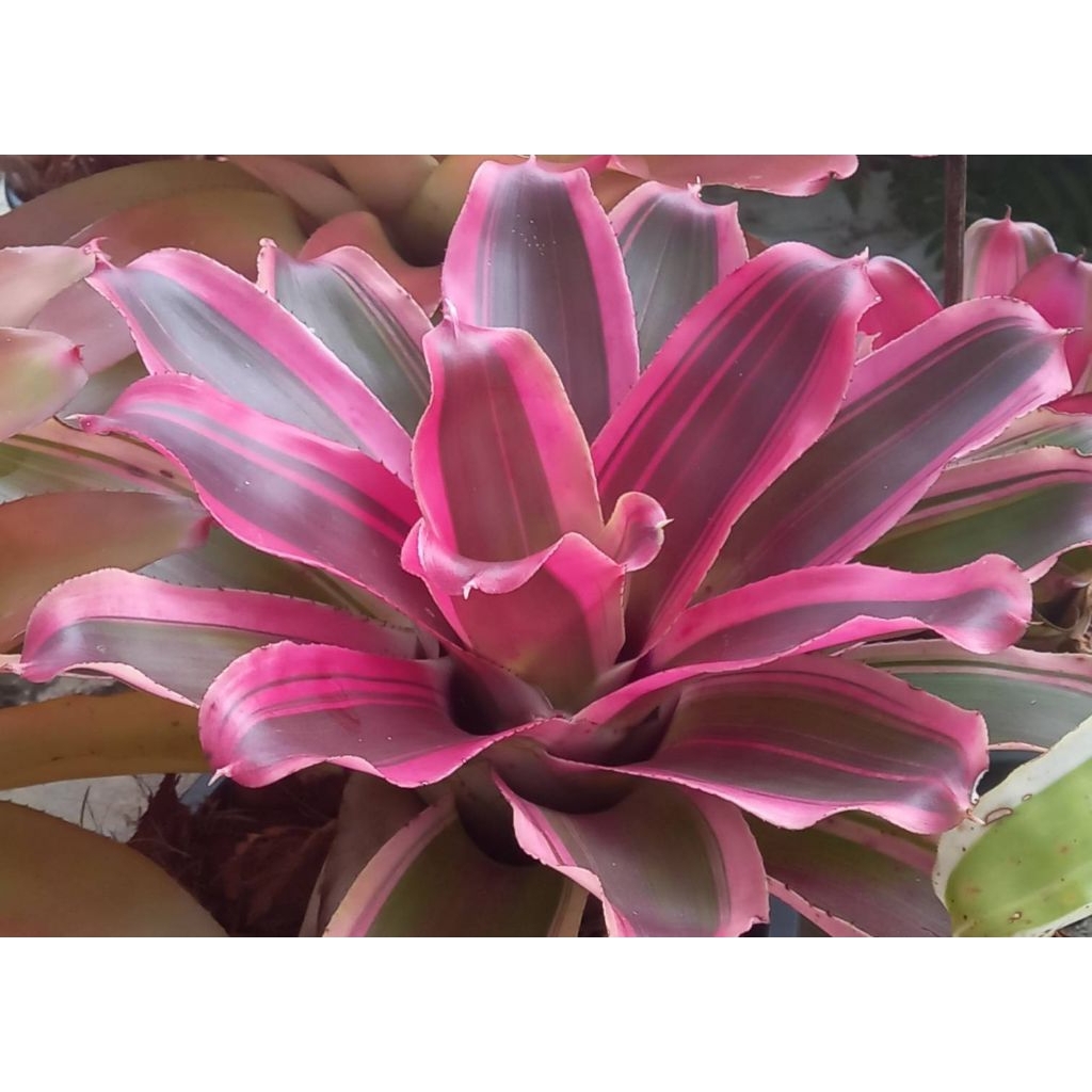 หน่อสับปะรดสี Neo. Rafael มีรากเดินแล้ว ส่งแบบถอดกระถาง