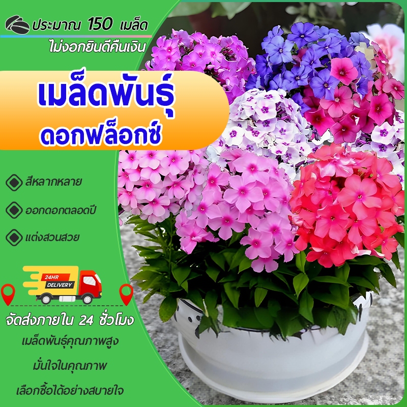 150 เมล็ด เมล็ดพันธุ์ดอกฟล็อกซ์ หลากสี บอนสี เมล็ดดอกไม้ ต้นไม้ฟอกอากาศ บอนสีหายากไม้ประดับ