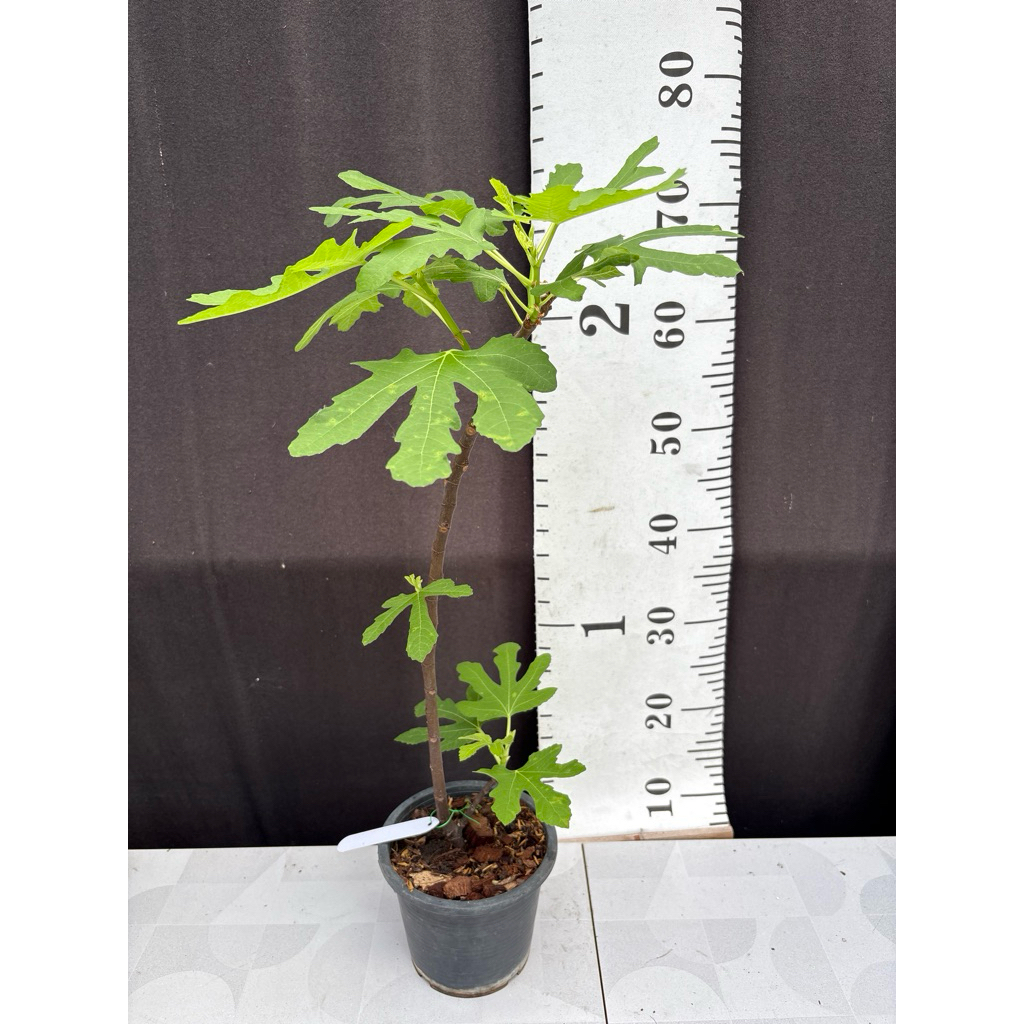 มะเดื่อฝรั่ง Fig พันธุ์ LDA  Longue d’ Aout ต้นใหญ่พิเศษ