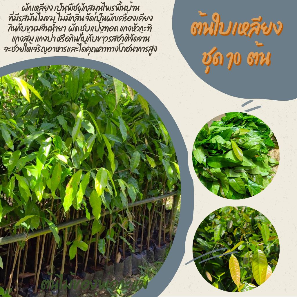 ต้นเหลียง ผัดไข่ พร้อมปลูก​ สูง​  70-100​ ซม.​ (ชุด 10ต้น)