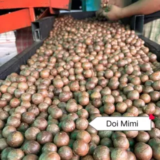 แมคคาเดเมีย ไทยแท้ อบพร้อมทาน macadamia อย่างดี กะลา