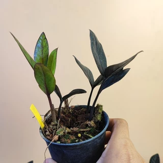 กวักดำ Black ZZ Plant กระถาง3" กวักนิล กวักมรกต ต้นกวักดำ กวักมรกตดำ