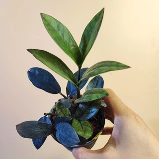 กวักดำ Black ZZ Plant กระถาง3" กวักนิล กวักมรกต ต้นกวักดำ กวักมรกตดำ