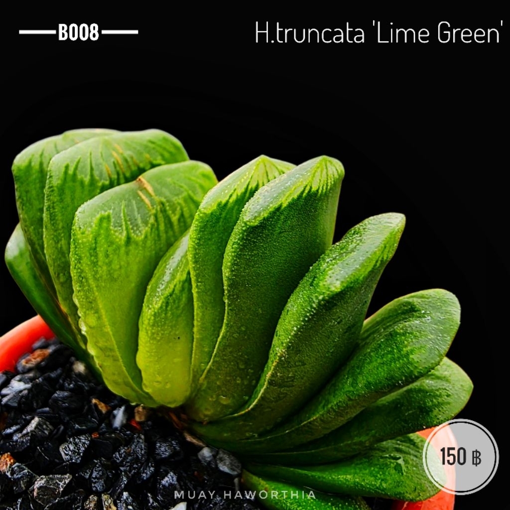 H.truncata 'Lime Green' B008