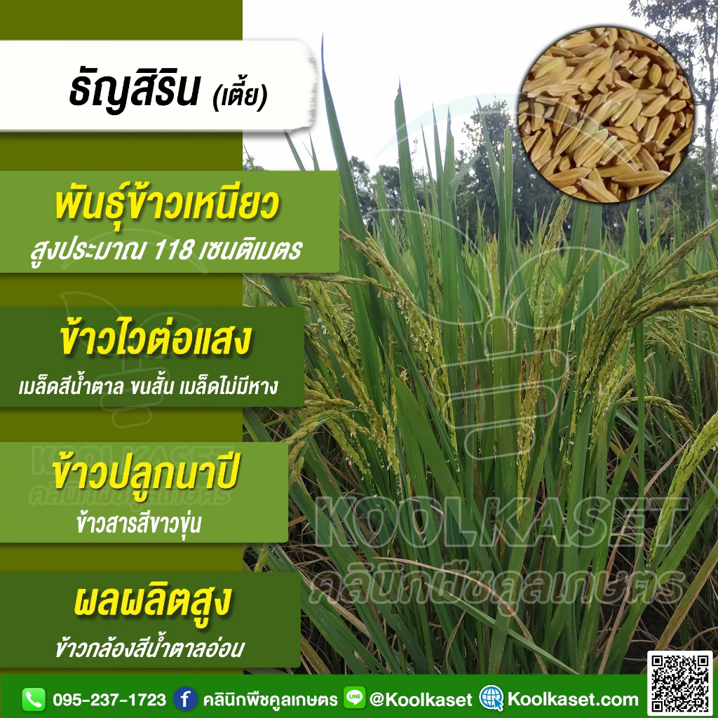 เมล็ดพันธุ์​ข้าว ชุดทดลองปลูก ข้าวเหนียว กข.6 ธัญสิริน (เตี้ย) นาปี หอมนุ่ม 4,000 - 5,000 เมล็ด คูลเกษตร ไรซ์